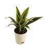 Sansevieria Gold Flame Snake Natural Plant in White Self Watering Plastic Pot