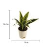 Sansevieria Gold Flame Snake Natural Plant in White Self Watering Plastic Pot