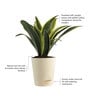 Sansevieria Gold Flame Snake Natural Plant in White Self Watering Plastic Pot