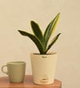 Sansevieria Gold Flame Snake Natural Plant in White Self Watering Plastic Pot