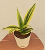 Sansevieria Gold Flame Snake Natural Plant in White Self Watering Plastic Pot