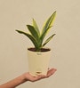 Sansevieria Gold Flame Snake Natural Plant in White Self Watering Plastic Pot