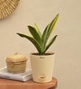 Sansevieria Gold Flame Snake Natural Plant in White Self Watering Plastic Pot