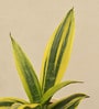 Sansevieria Gold Flame Snake Natural Plant in White Self Watering Plastic Pot