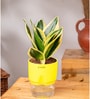 Sansevieria Golden Hahnii Snake Plant With Self Watering  Pot- Yellow
