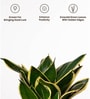 Sansevieria Golden Hahnii Snake Plant With Self Watering  Pot- Yellow