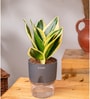 Sansevieria Golden Hahnii Snake Plant With Self Watering  Pot- Grey