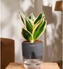 Sansevieria Golden Hahnii Snake Plant With Self Watering  Pot- Grey