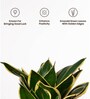 Sansevieria Golden Hahnii Snake Plant With Self Watering  Pot- Grey
