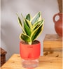 Sansevieria Golden Hahnii Snake Plant With Self Watering  Pot- Red