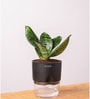 Sansevieria Green Snake Plant With Pot Black