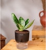 Sansevieria Green Snake Plant With Pot Black