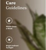 Sansevieria Green Snake Plant With Pot Black
