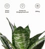Sansevieria Green Snake Plant With Pot Yellow