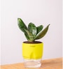 Sansevieria Green Snake Plant With Pot Yellow