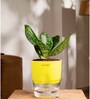 Sansevieria Green Snake Plant With Pot Yellow