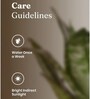 Sansevieria Green Snake Plant With Pot Grey