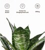 Sansevieria Green Snake Plant With Pot Grey