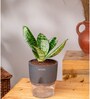 Sansevieria Green Snake Plant With Pot Grey
