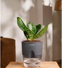 Sansevieria Green Snake Plant With Pot Grey