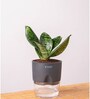 Sansevieria Green Snake Plant With Pot Grey