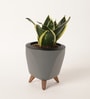 Sansevieria Golden Hahnii Plant With Lagos Grey Plastic Pot