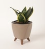 Sansevieria Golden Hahnii Plant With Lagos Mocca Plastic Pot