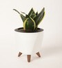 Sansevieria Golden Hahnii Plant With Lagos White Plastic Pot