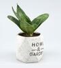 Sansevieria Natural Plant In Home And Garden Octa Shape Ceramic Pot