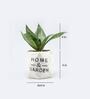 Sansevieria Natural Plant In Home And Garden Octa Shape Ceramic Pot