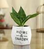 Sansevieria Natural Plant In Home And Garden Octa Shape Ceramic Pot