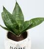 Sansevieria Natural Plant In Home And Garden Octa Shape Ceramic Pot