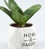 Sansevieria Natural Plant In Home And Garden Octa Shape Ceramic Pot