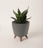 Sansevieria Green Snake Plant With Lagos Grey Plastic Pot