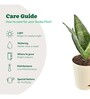 Sansevieria Superba Green