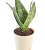 Sansevieria Superba Green
