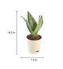 Sansevieria Superba Green