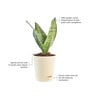 Sansevieria Superba Green