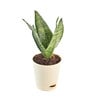 Sansevieria Superba Green