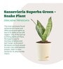 Sansevieria Superba Green