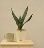 Sansevieria Superba Green
