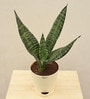 Sansevieria Superba Green