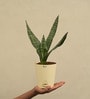 Sansevieria Superba Green
