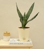 Sansevieria Superba Green