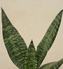 Sansevieria Superba Green
