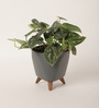 Satin Pothos Argyraeus Plant With Lagos Grey Plastic Pot