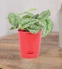 Satin Silver Splash With Pot Natural Plant