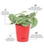 Satin Silver Splash With Pot Natural Plant