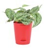 Satin Silver Splash With Pot Natural Plant