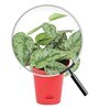 Satin Silver Splash With Pot Natural Plant